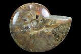 Flashy Red Iridescent Ammonite - Wide #127940-1